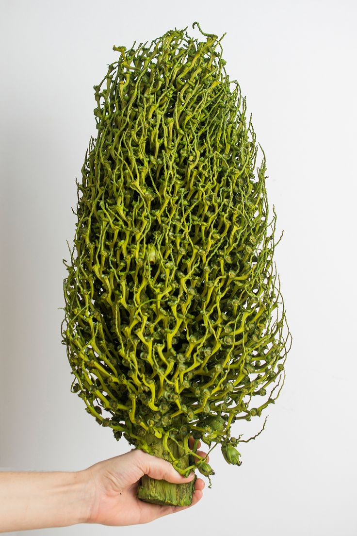 a person holding up a plant with green stems