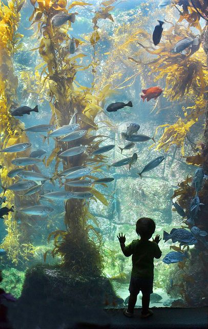 a little boy standing in front of an aquarium filled with fish