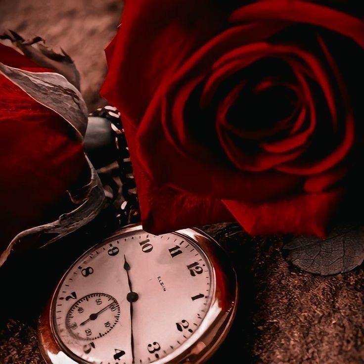 a red rose sitting next to an old pocket watch