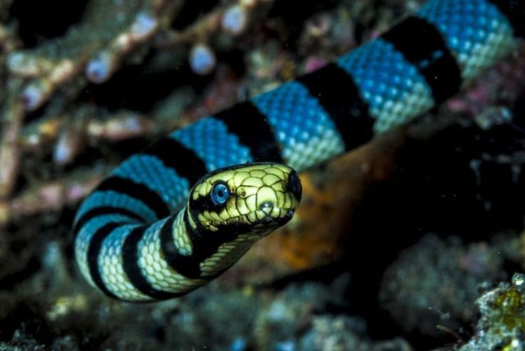 a blue and black striped snake on the ground