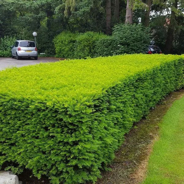 Taxushaag (Taxus baccata) Taxus Baccata, Trees And Shrubs, Small Garden, Hedges, Garden Inspiration, Country Roads, Trees, Festival, Road