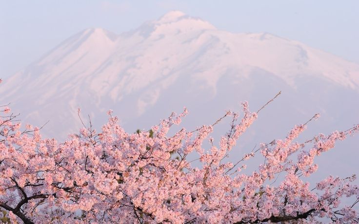 a tree with pink flowers in front of a mountain