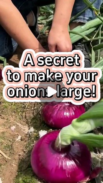 a person cutting onions with a knife on the ground