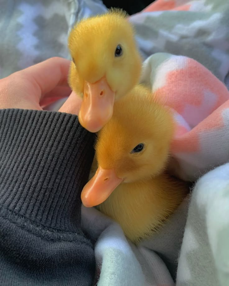 two little ducks are sitting in someone's lap, one is yellow and the other is brown