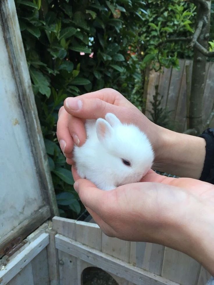 a person holding a small white animal in their hands