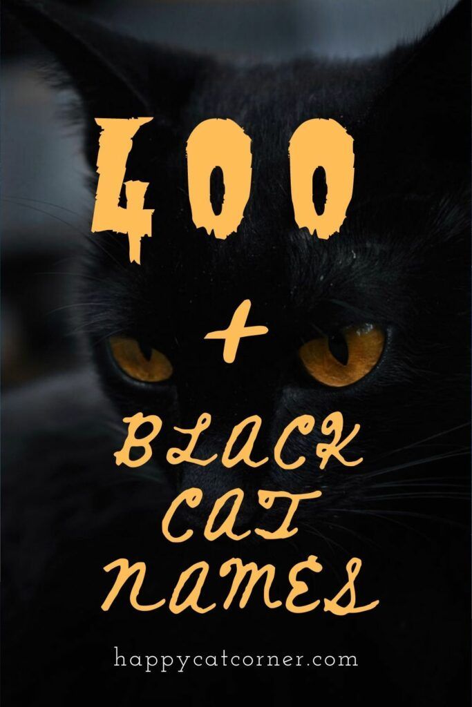 a black cat with yellow eyes and the words,'100 + black cat names '