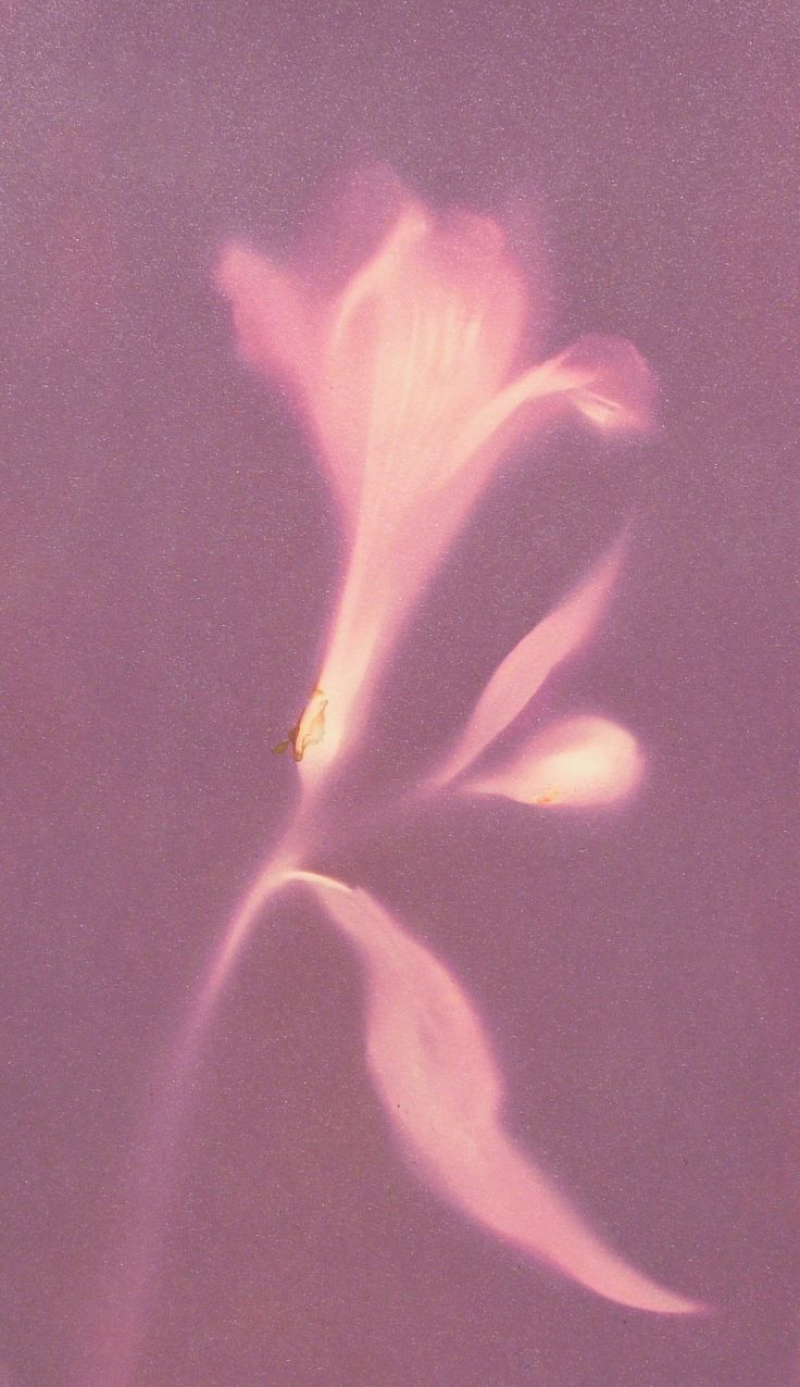 a pink flower with white petals is shown in the middle of a purple background and has long shadows on it