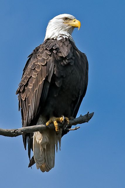 an eagle sitting on top of a tree branch with blue sky in the back ground