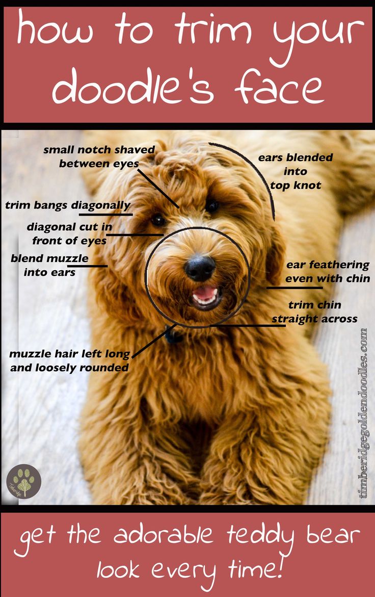 a dog with the words how to trim your doodle's face