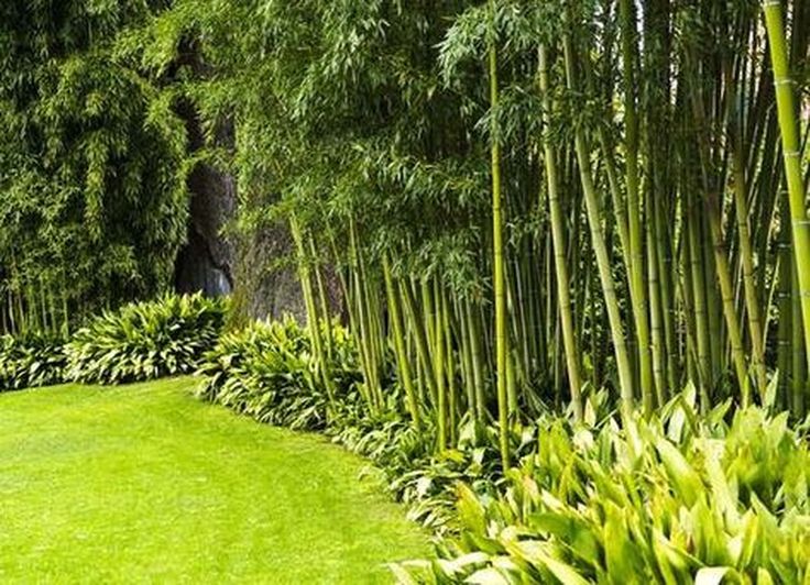 a lush green lawn surrounded by tall bamboo trees