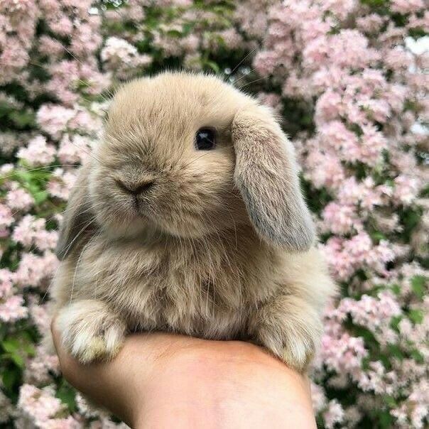 a small rabbit sitting on top of someone's hand in front of pink flowers