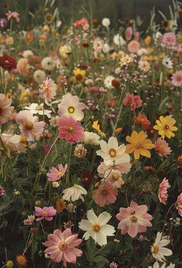 a field full of different colored flowers