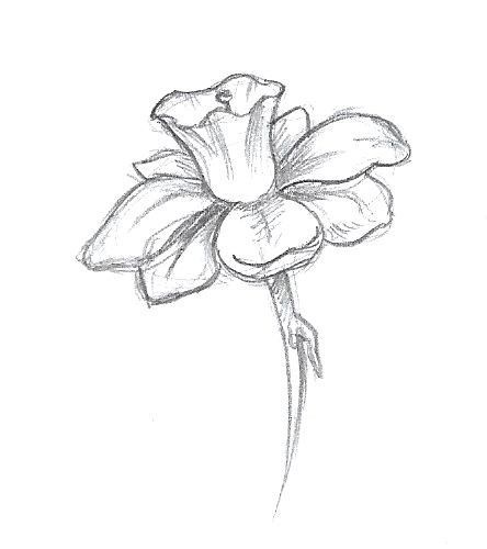 a pencil drawing of a flower