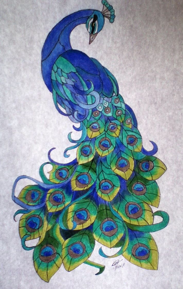 a drawing of a peacock with blue feathers