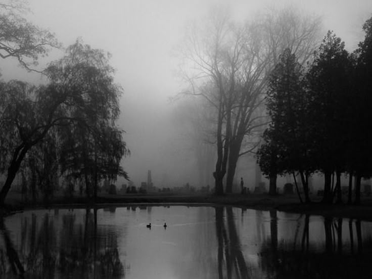 black and white photograph of ducks in the water on a foggy day with trees