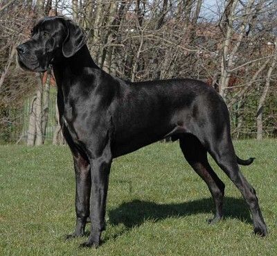 a large black dog standing on top of a lush green field next to some trees