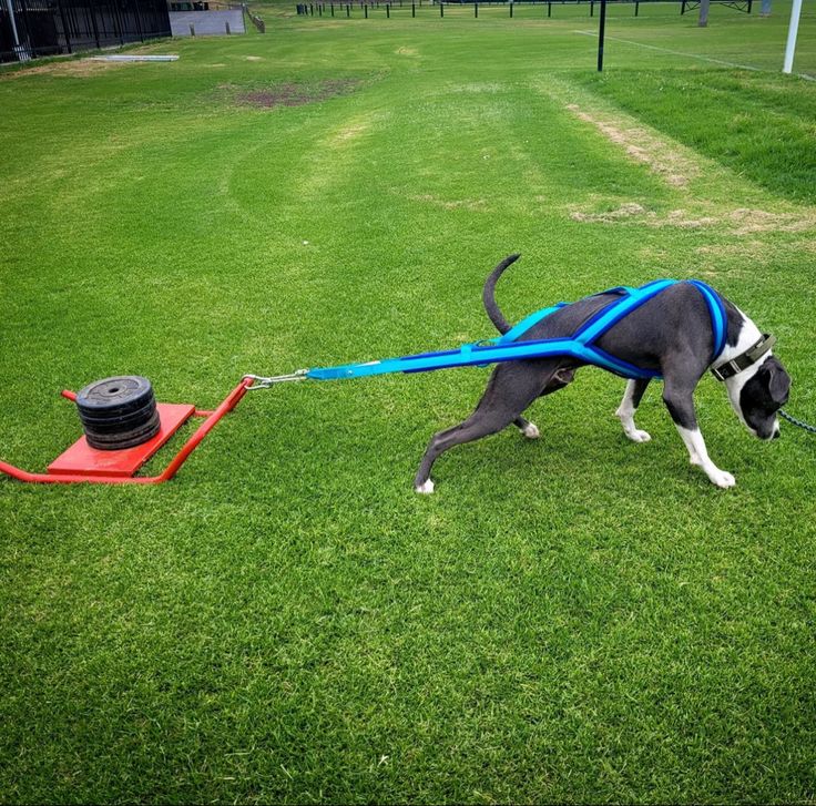 a black and white dog wearing a blue leash pulling a red cart on the grass