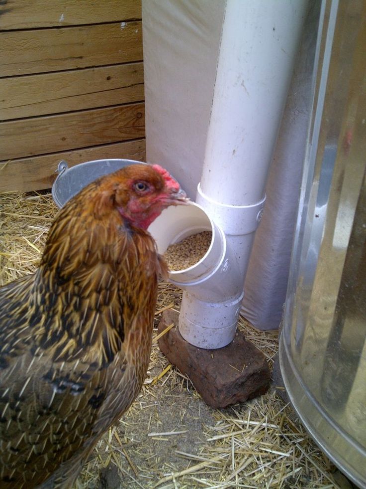 a chicken drinking out of a bucket on the ground next to a pole and some hay