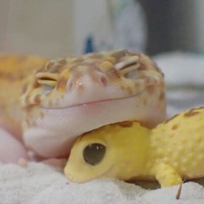 a yellow and white gecko laying on top of sand