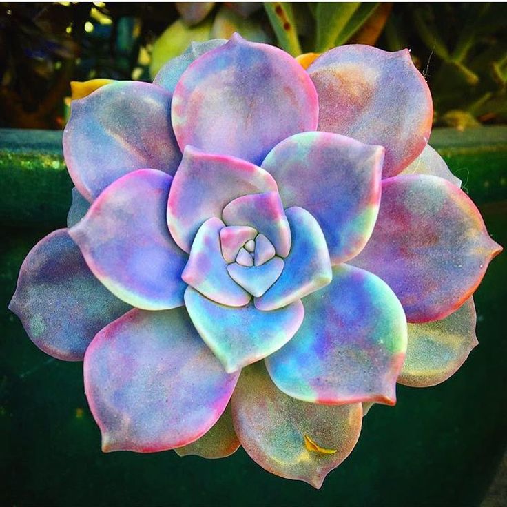 a close up of a flower in a pot