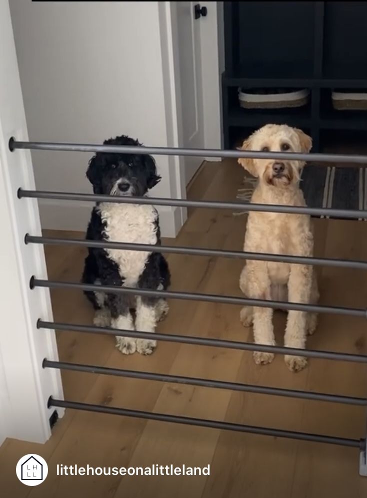 two small dogs standing on top of a wooden floor next to a metal railing in front of a door