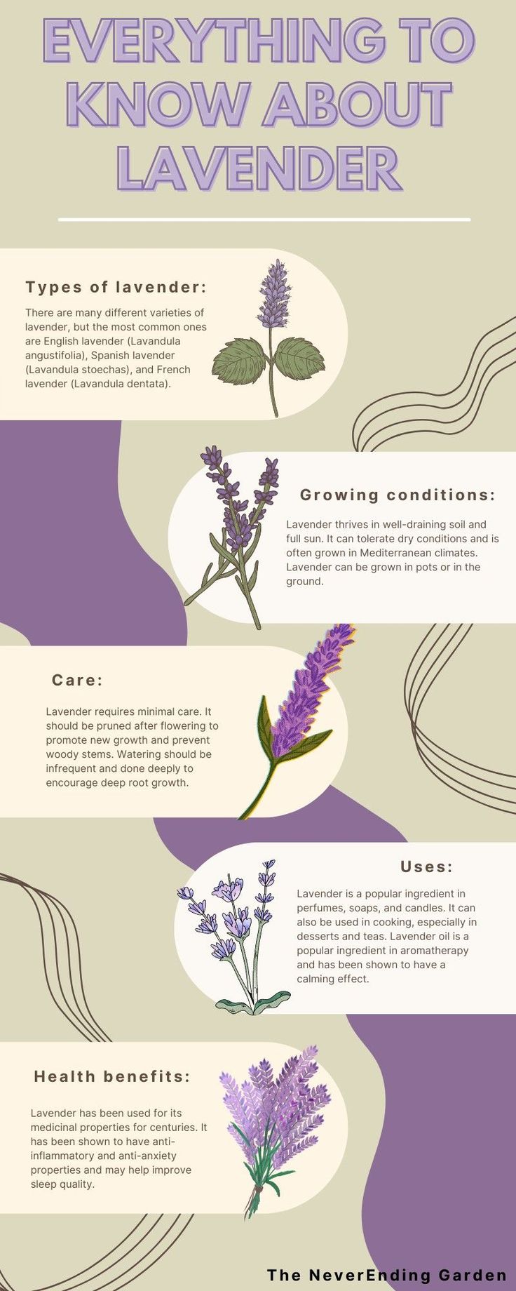 the different types of lavender flowers and their uses info sheet for each type of flower