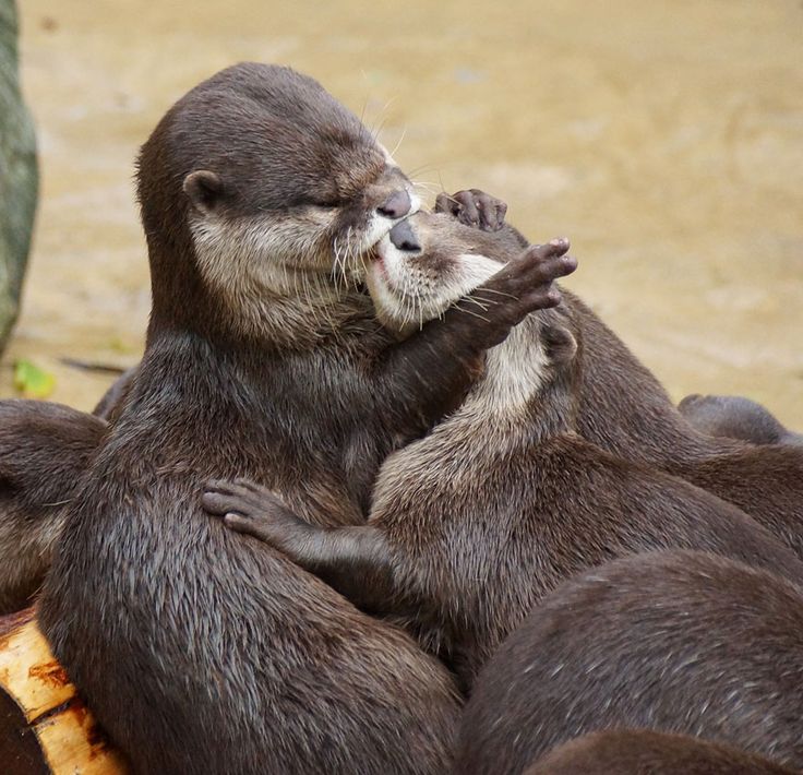 two otters playing with each other in their enclosure