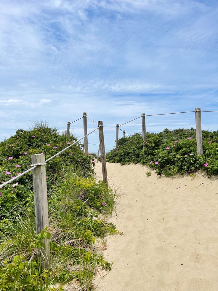 a sandy path leading to the beach with pink flowers growing on it's sides