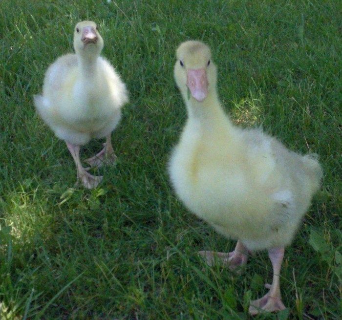 two baby ducks standing in the grass near each other, one is looking at the camera