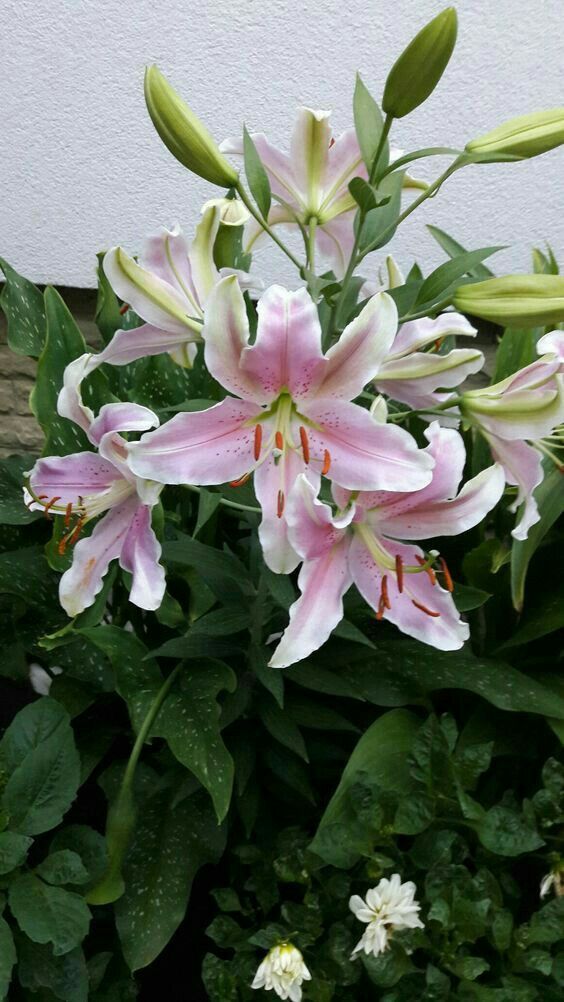 pink and white lilies in a pot with green leaves on the ground next to a wall