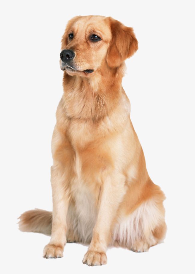 a brown dog sitting on top of a white floor