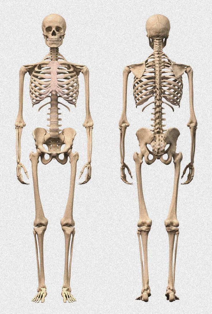 the human skeleton is shown in three different positions, including the upper and lower limbs