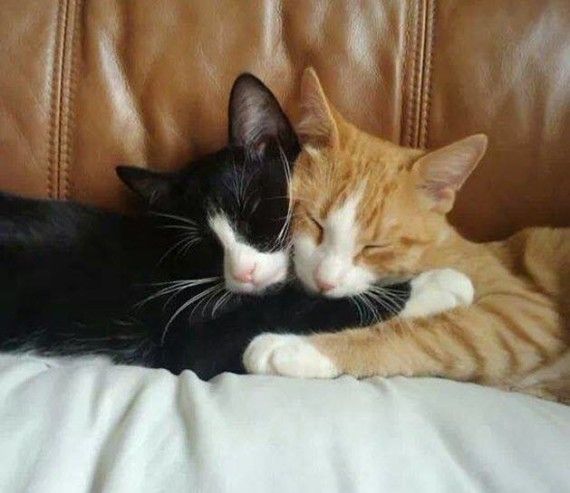 two cats cuddle together on a leather couch, one is black and the other is orange