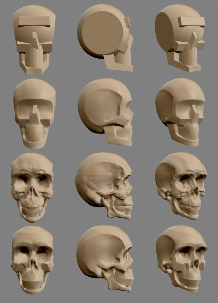 several different views of the human skull