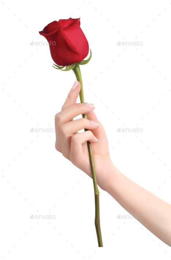 a woman's hand holding a single red rose - stock photo - photoshop