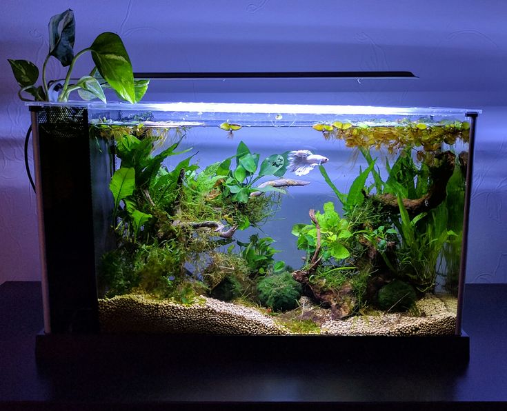 an aquarium filled with green plants and water