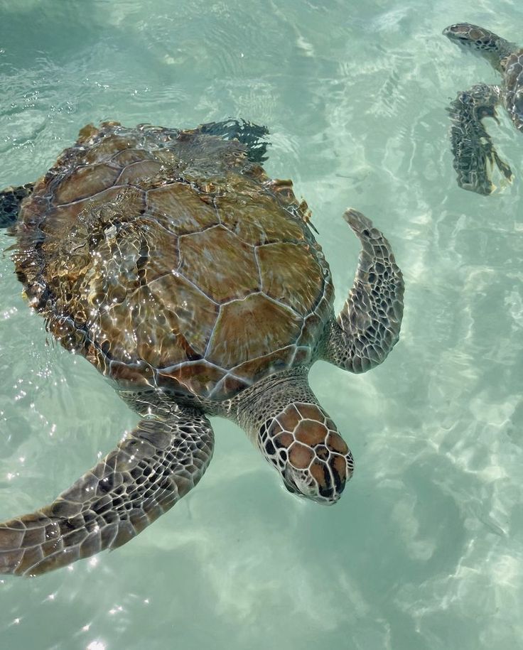 a sea turtle swimming in the ocean with other turtles nearby