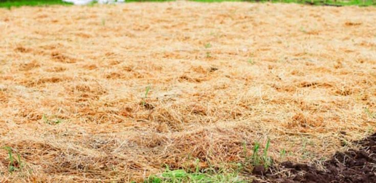 a dog standing on top of a grass covered field