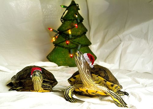 two turtle figurines sitting next to a christmas tree