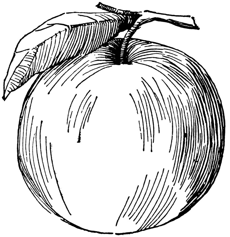 an apple is shown in black and white, vintage line drawing or engraving style illustration