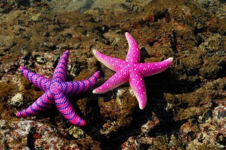 two pink and one purple starfish on rocks