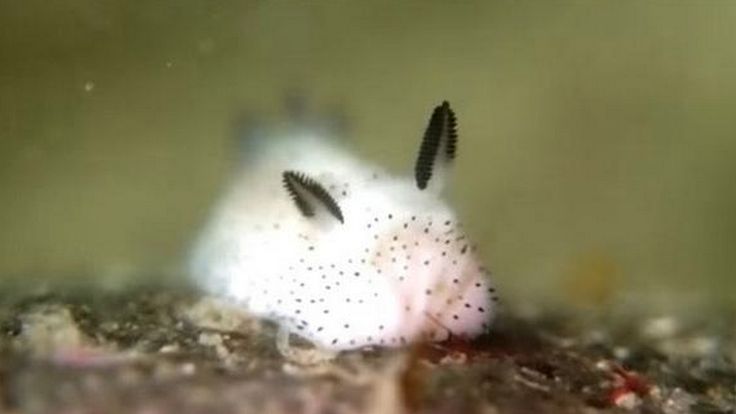 a close up of a small white animal with black dots on it's face