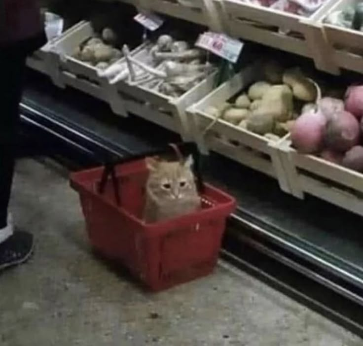 a cat sitting in a red basket next to some vegetables