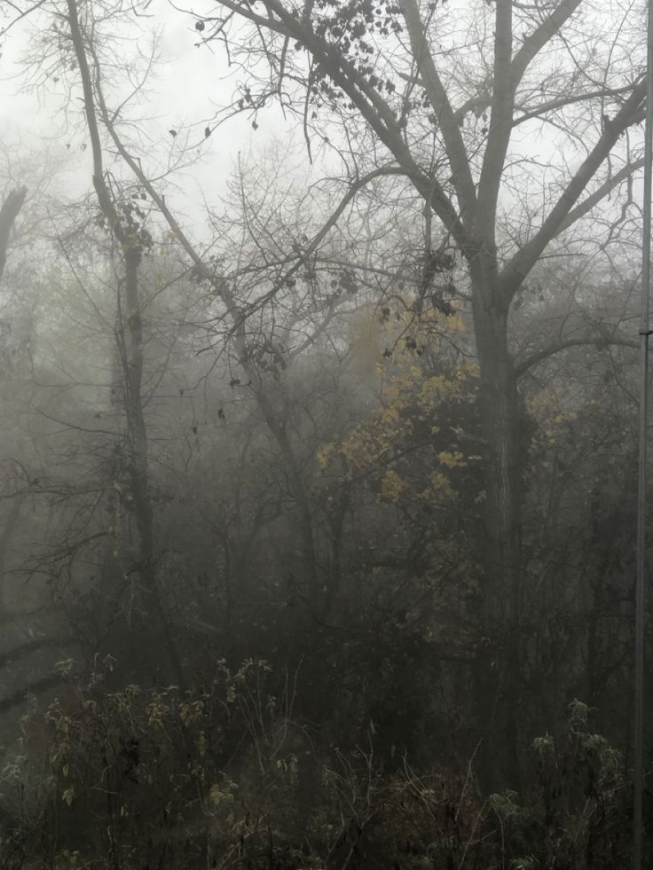 foggy trees and bushes in the woods on a gloomy, overcast day