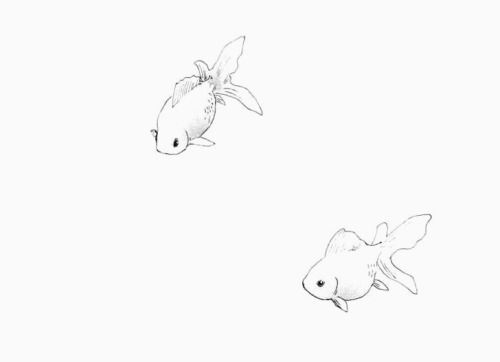 two goldfish swimming side by side in the water, one is black and white