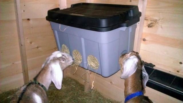 two goats standing next to each other near a bin