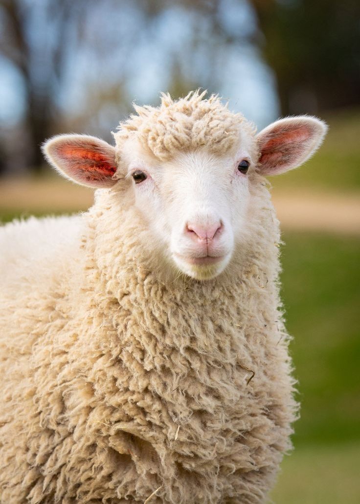 a white sheep standing on top of a lush green field with trees in the background