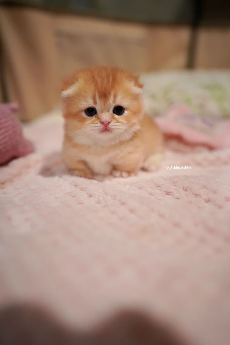 a small orange kitten sitting on top of a bed