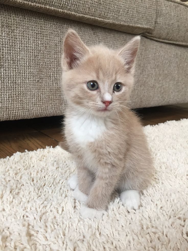 a small kitten sitting on top of a white rug in front of a beige couch