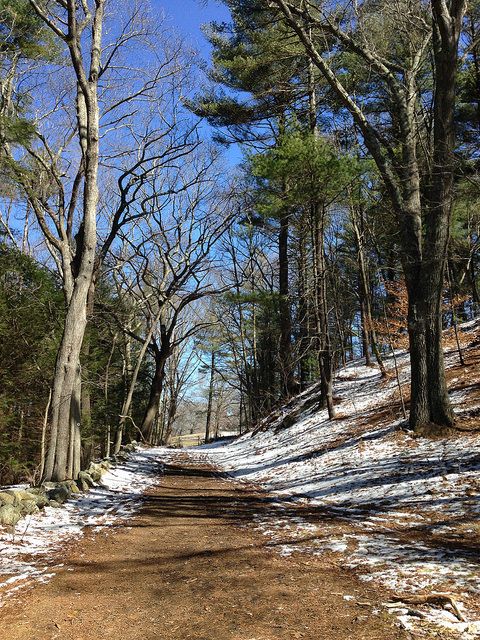 a dirt road in the middle of some trees and snow covered ground with no leaves on it